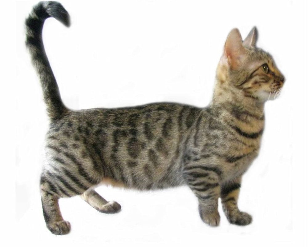 genetta cat