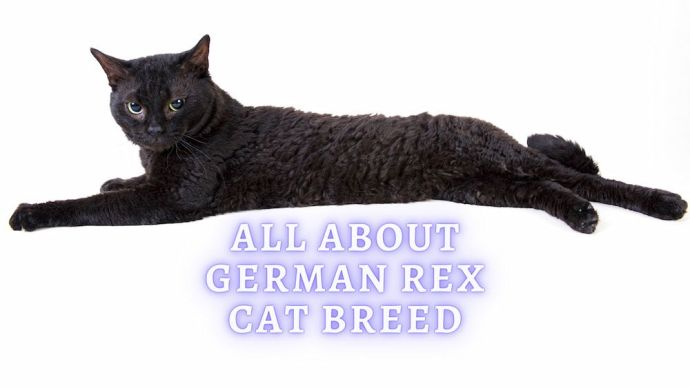 german rex cat breed