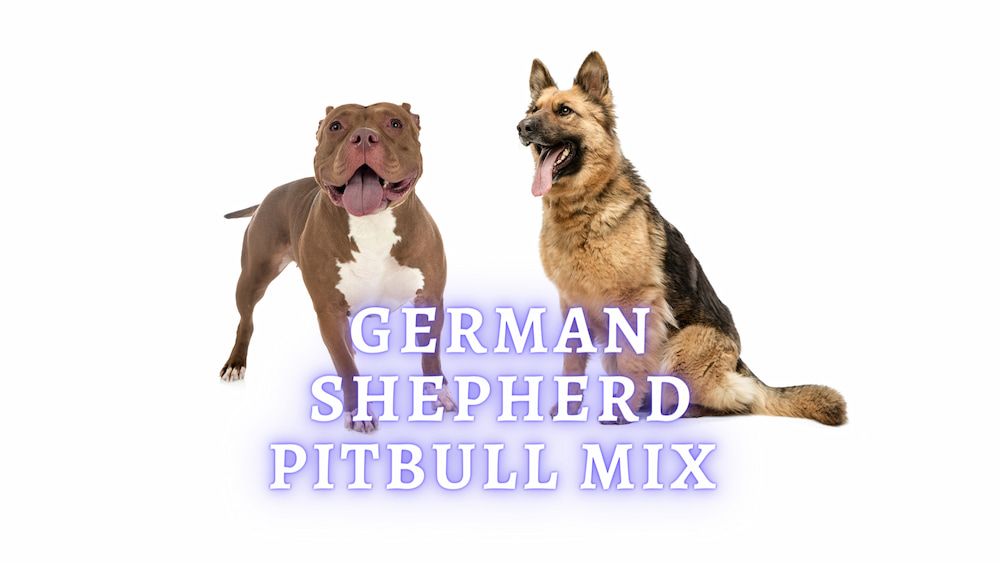 german shepherd pitbull mix