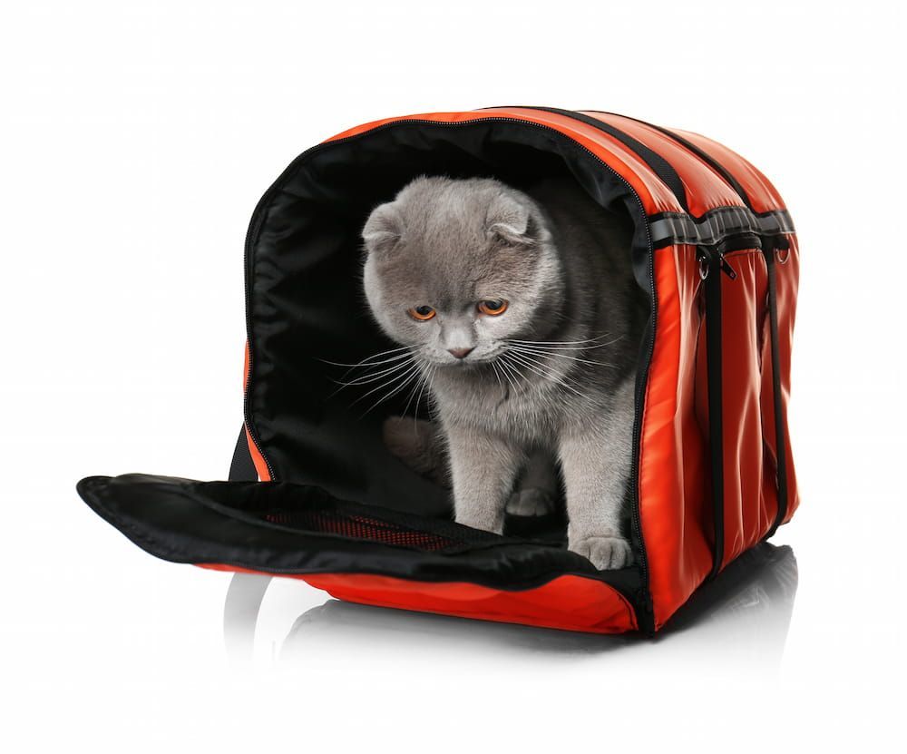 get aggressive cat to carrier