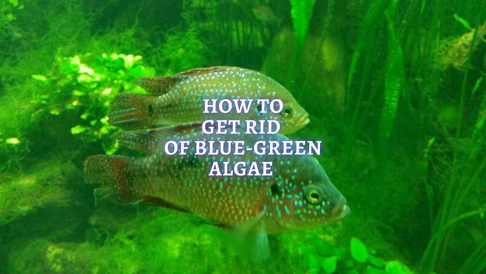 get rid of blue-green algae