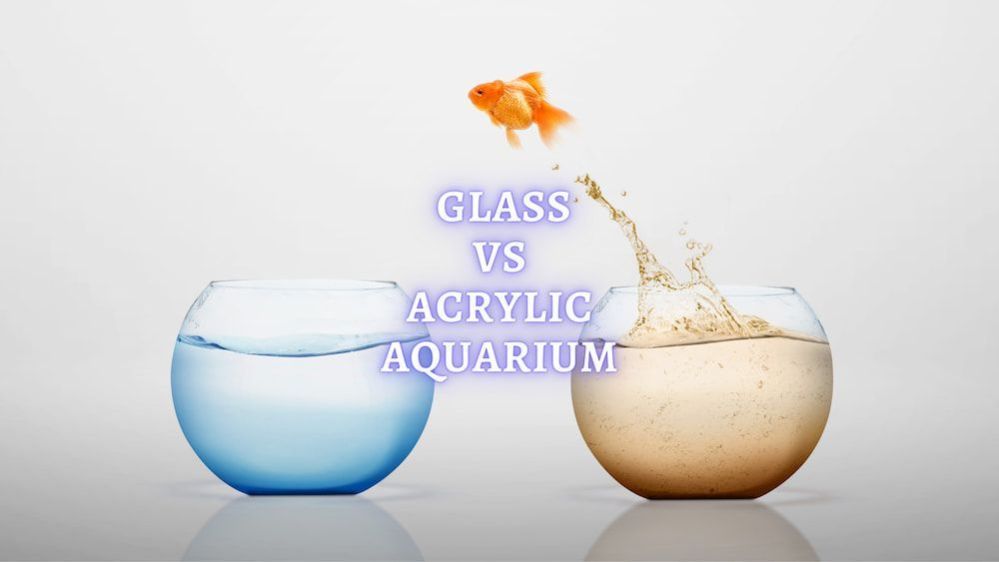 Glass vs Acrylic Aquarium Comparison with Benefits and Drawbacks