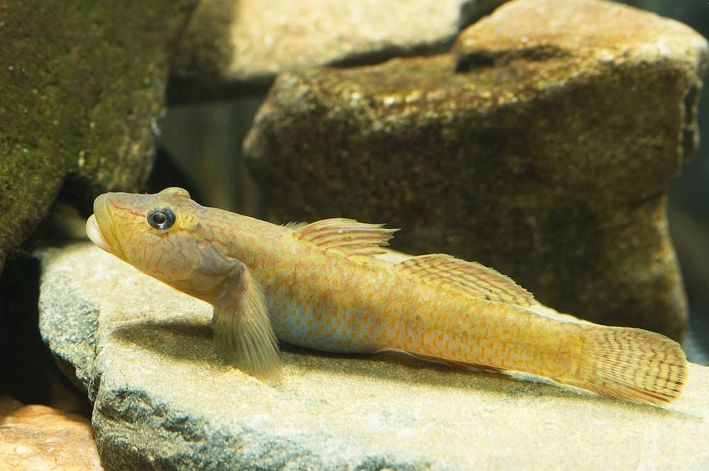 gobi fish
