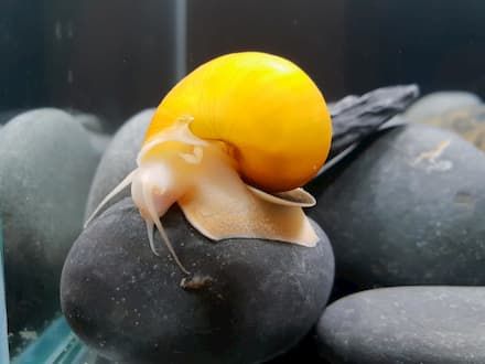 gold inca snails