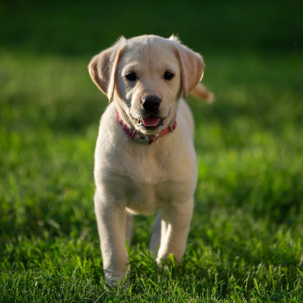 goldador puppy