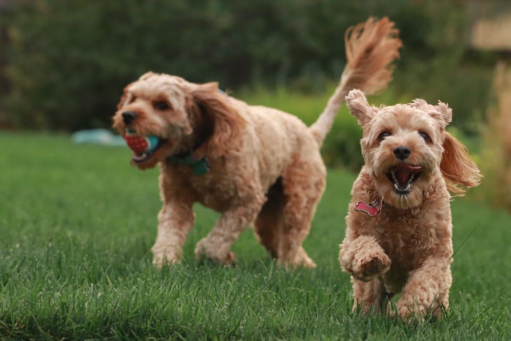 goldendoodles playing