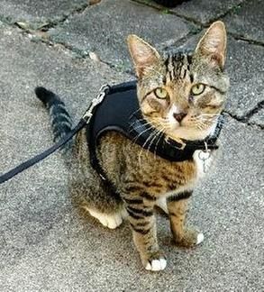 good2go black big cat harness and leash set