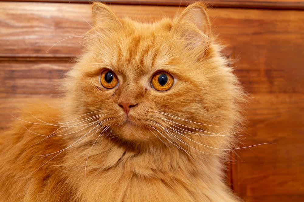 gorgeous-orange-persian-cat-with-deep-gaze