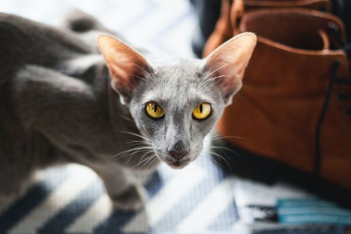 Oriental Shorthair Cat Care Personality And History Of The Breed