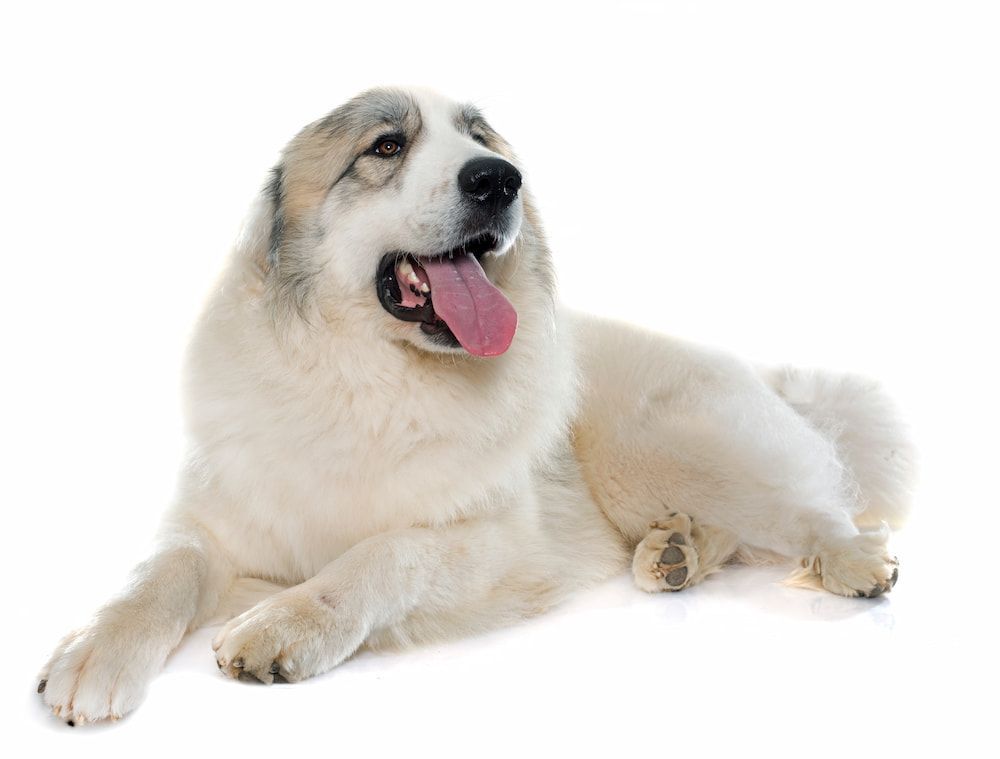 great pyrenees dog