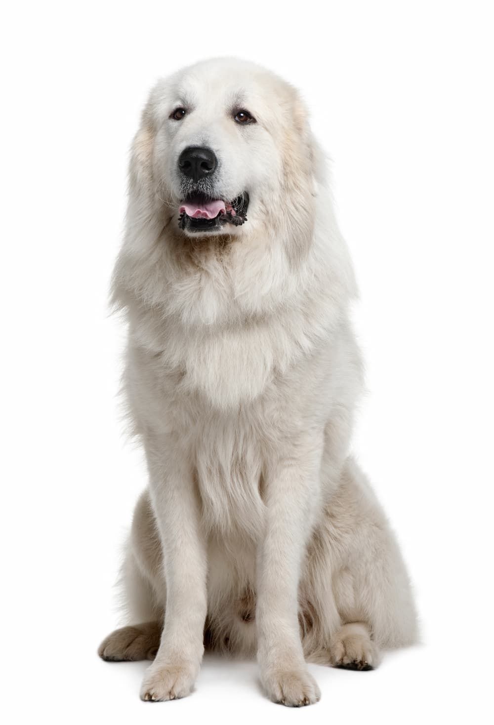 great pyrenees white