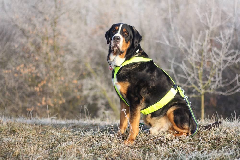 greater swiss mountain dog