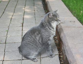 Cats With No Tail: 8 Cat Breeds With Naturally Short or No Tail