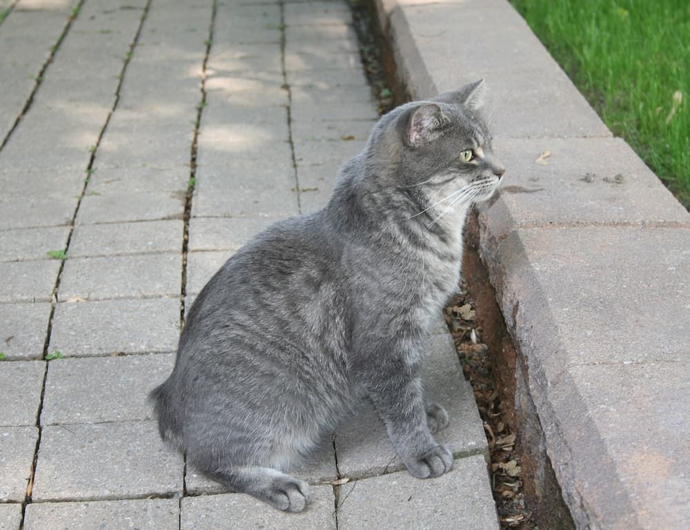 grey manx cat