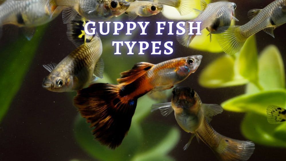 Guppy Fish Types by by Tail Shape, Colors and Patterns