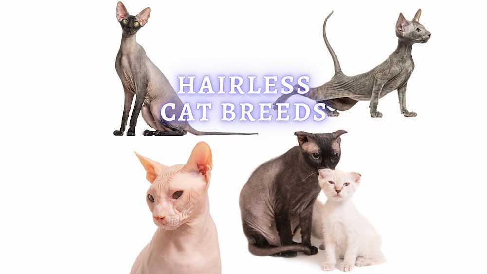 hairless cat breeds
