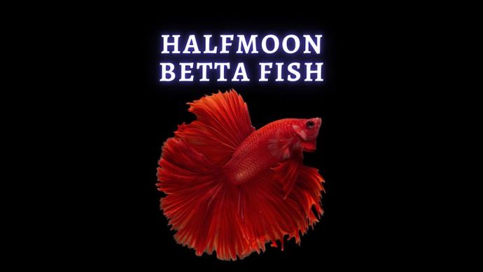 halfmoon betta fish