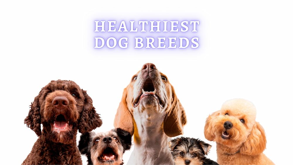 healthiest dog breeds
