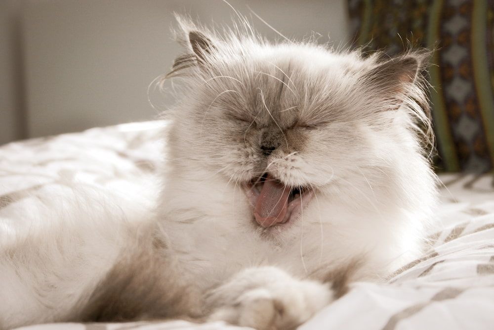 himalayan cat yawn