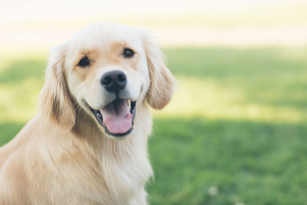 how avoid side effects of cbd in dogs