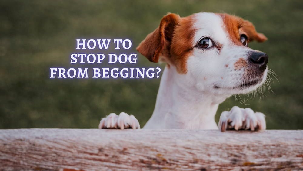 how can i stop my dog from begging