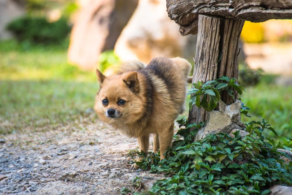 how can i train a dog to go to the toilet on the street