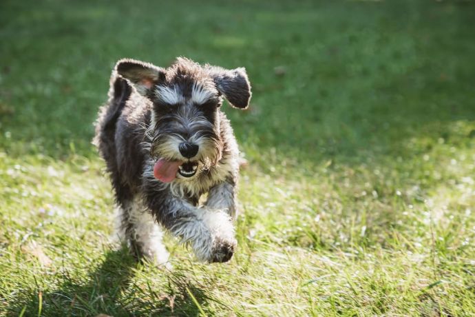 Why Does My Dog Poop So Much? How do I stop my dog pooping so much?