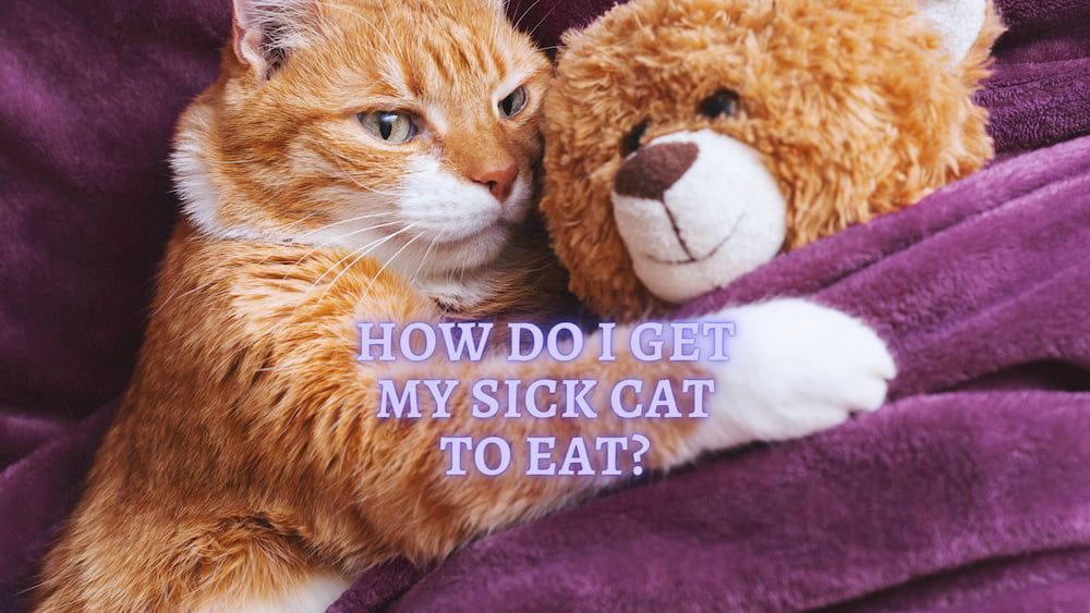 How to get Sick Cat to Eat Ways to Stimulate my Cat's Appetite