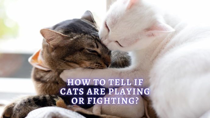 how do i know if my cats playing or fighting