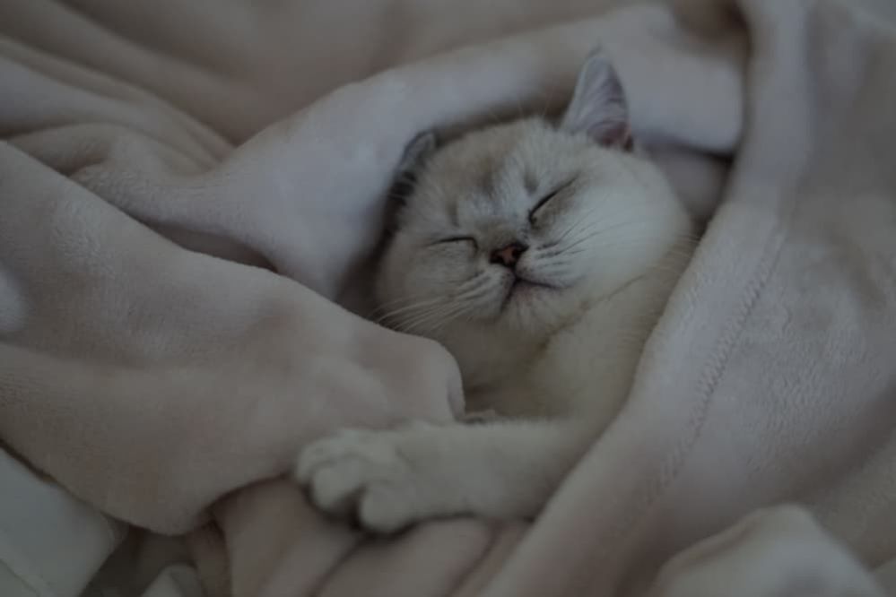 How to make a kitten sleep: 5 Tips to get a Kitten to Sleep at Night