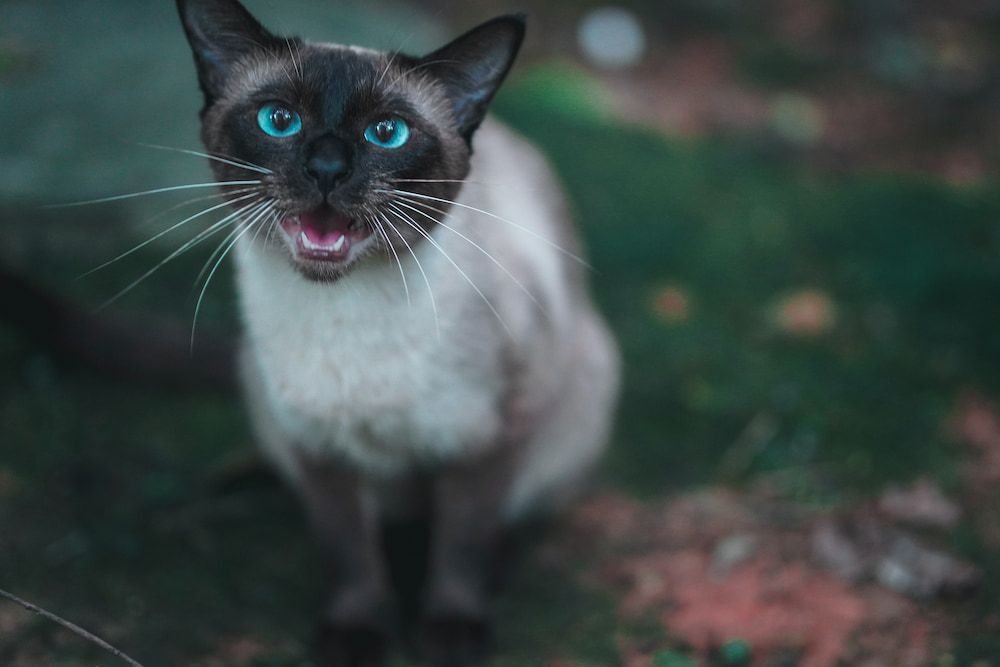 how does seal point siamese looks like