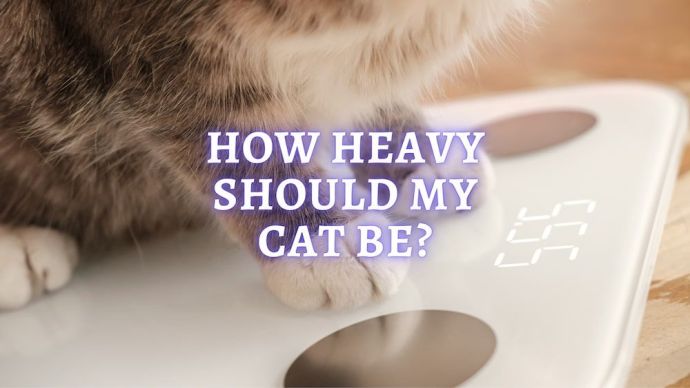 how heavy should my cat be