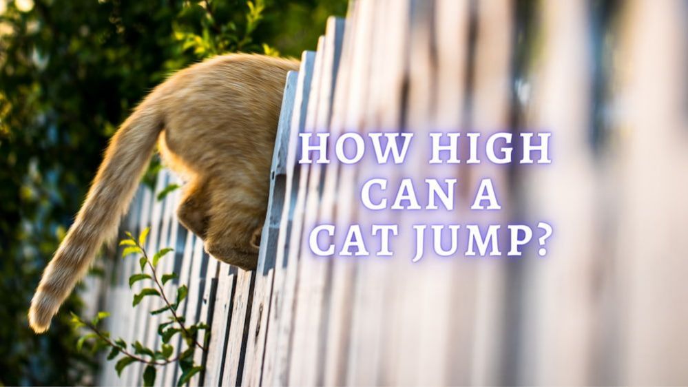 How High Can Cats Jump