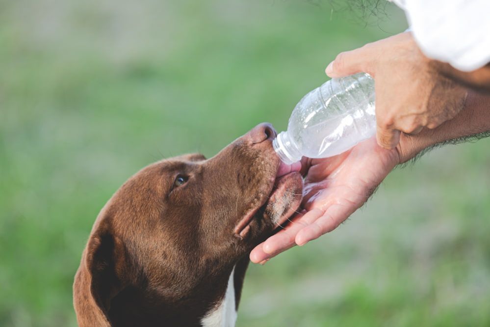 When Is It Too Hot To Walk Your Dog? How to Keep Dog Safe in Summer