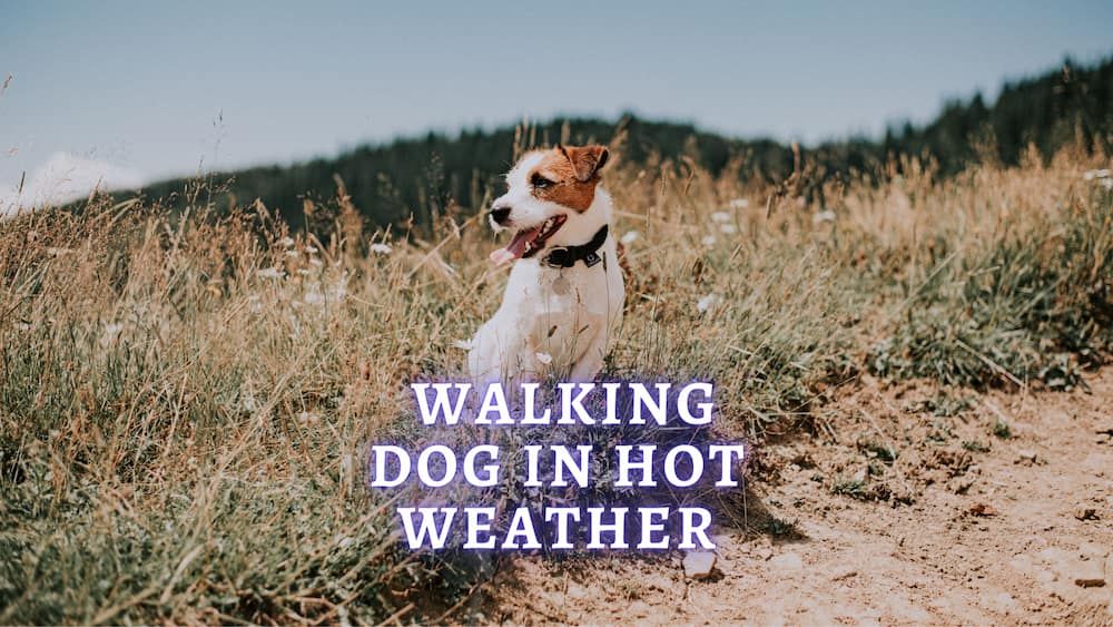 how hot is too hot to walk dogs