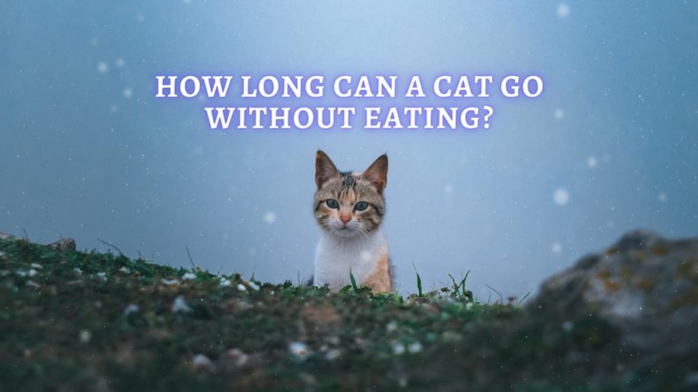 How Long Can a Cat Go Without Eating What to Do if Cat Not Eat?