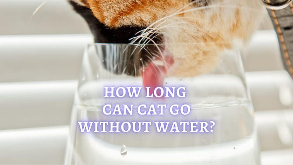 How long can a Cat go without Water How much Water should a Cat drink
