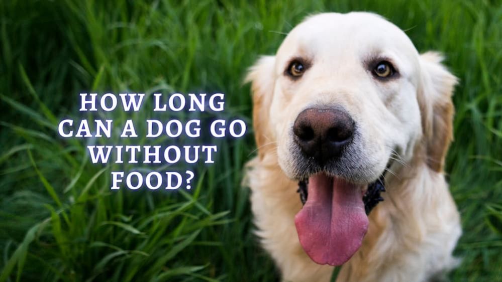 How Long Can a Dog Go Without Eating Reasons Why Dog Won’t Eat