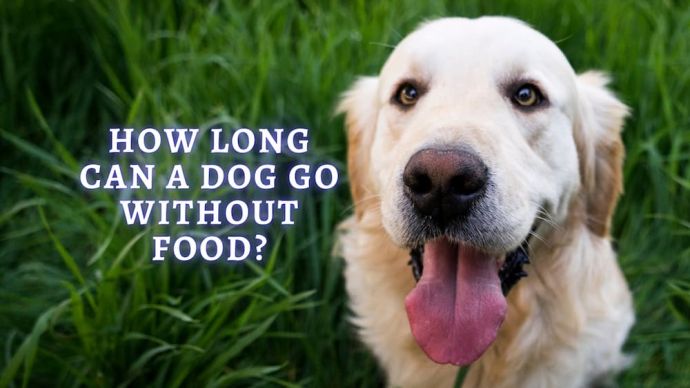 how long can a dog be without food