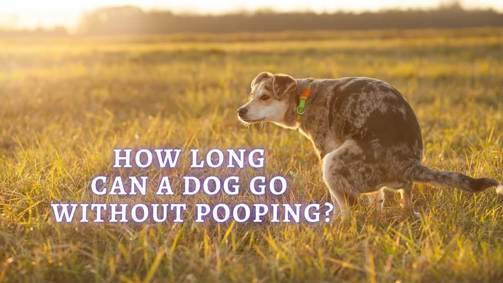 how long can a dog go without pooping