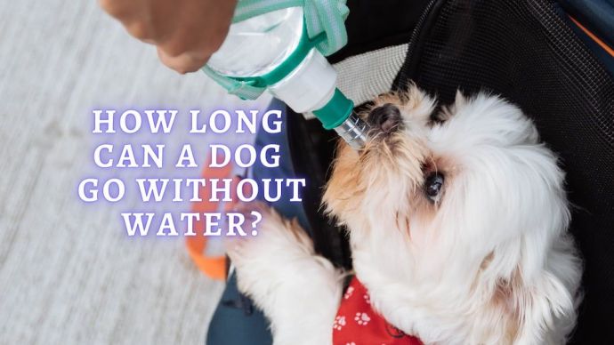 how long can a dog go without water