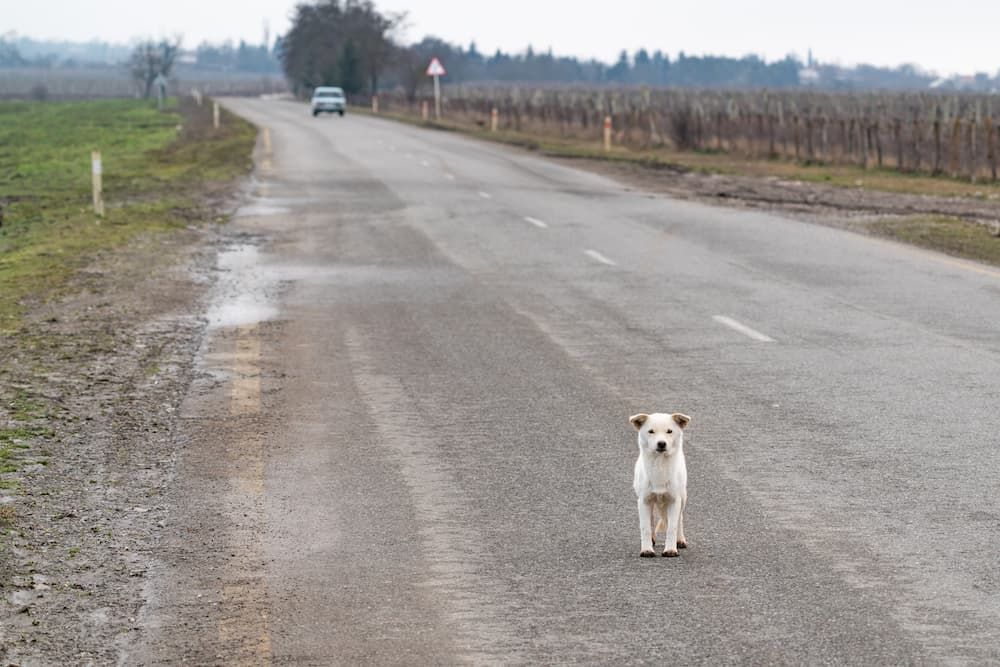 how long can a lost dog survive