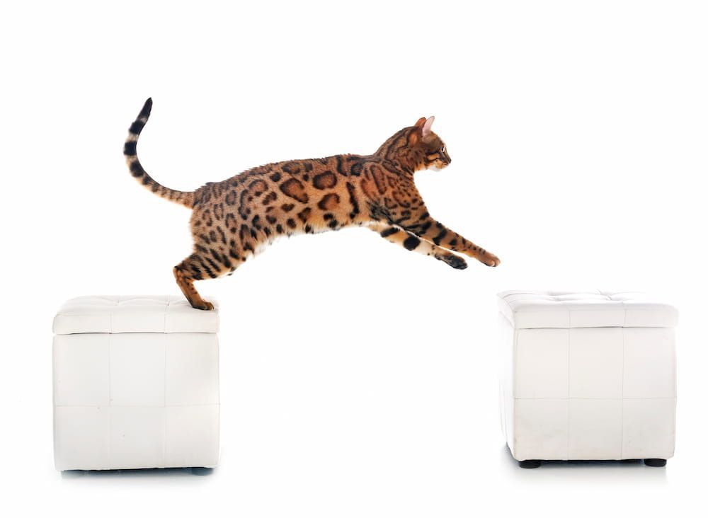 how long can cats jump