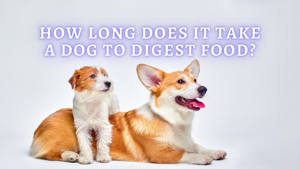 → Dog Digestion Time How Long Does it take a Dog to Digest Food?