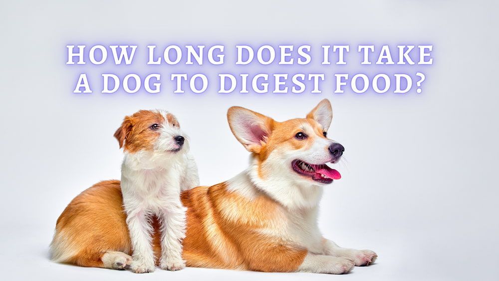 how long does it take a dog to digest food