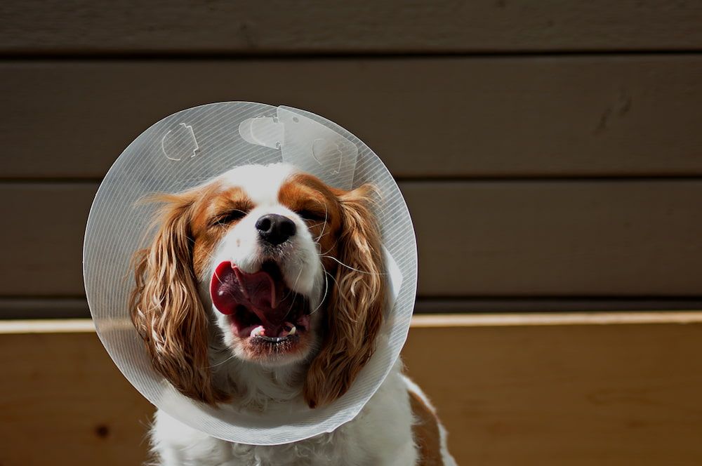 how long is recovery after neutering a dog