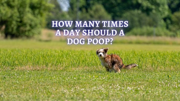 how many times a day should a dog poop