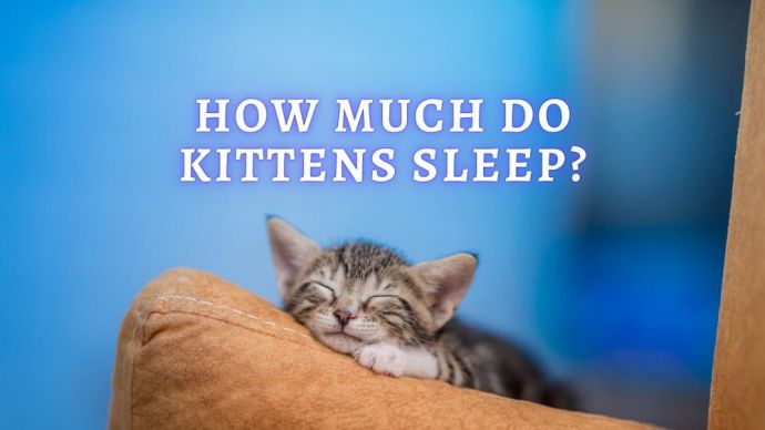 how much do kittens sleep