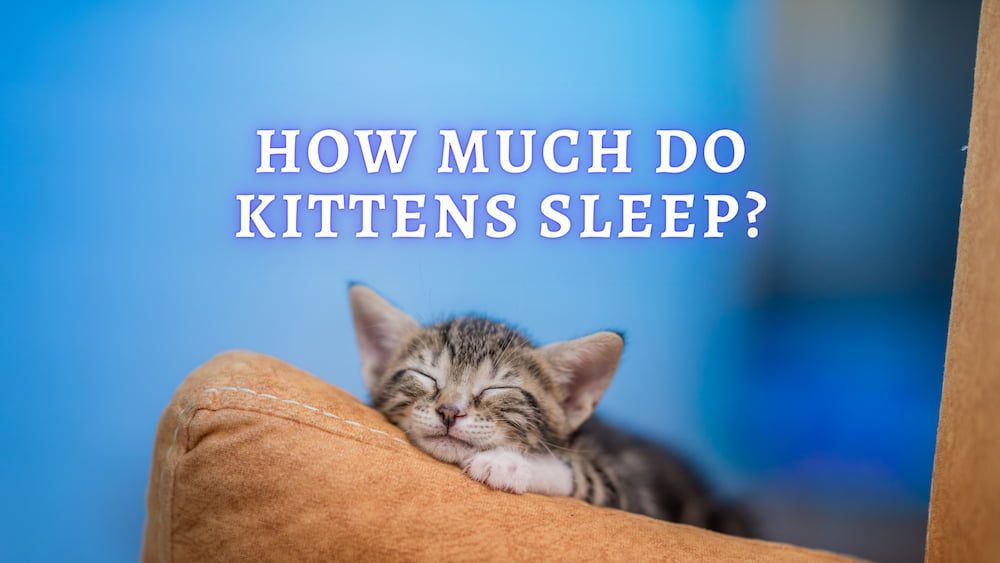 how much do kittens sleep