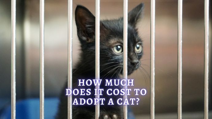 how much does it cost to adopt a cat